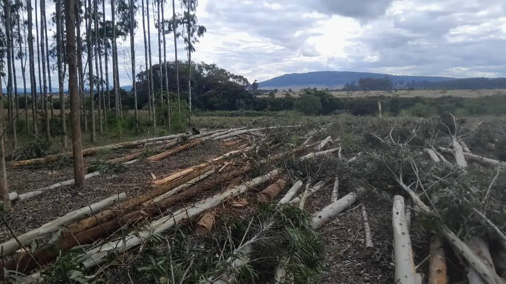 Eucalyptus plantation