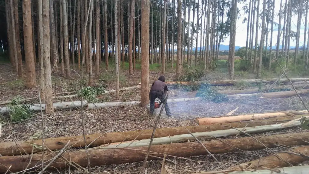 Working in the plantation