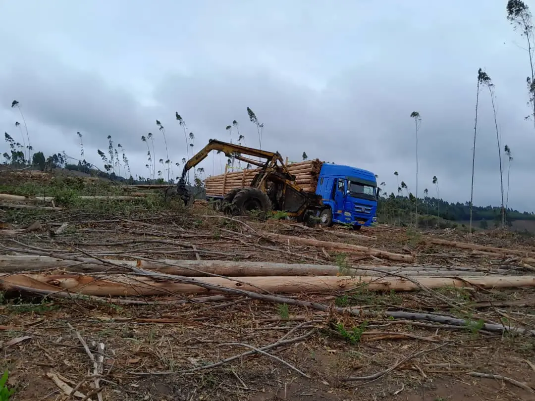 Harvesting in the plantation