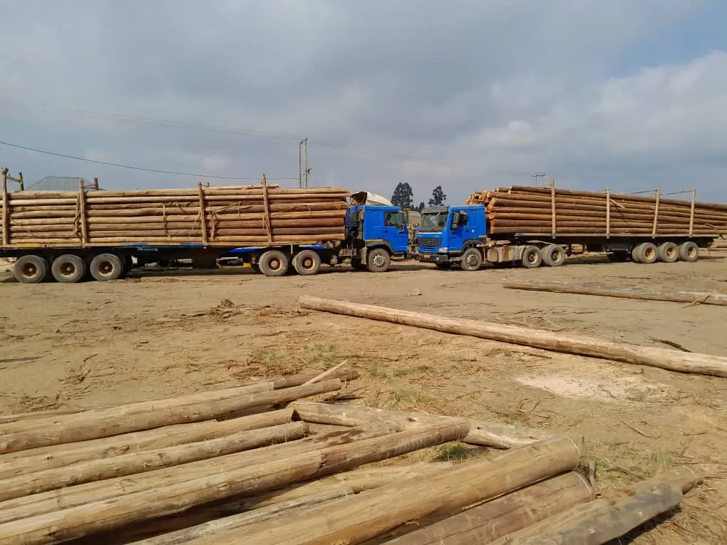 Fleet loaded with treated poles