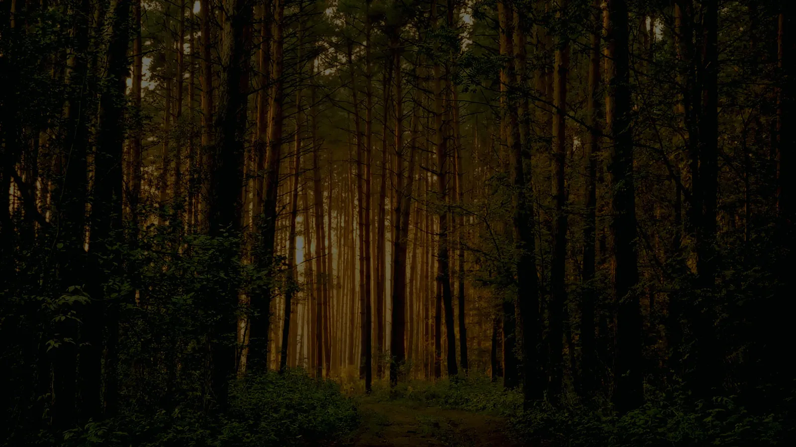 Eucalyptus plantation in Mafinga